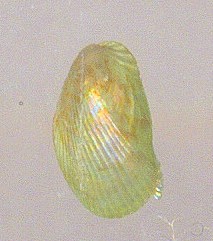 mytilidae e trochidae